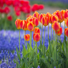 画像をギャラリービューアに読み込む, 【11/25発送】チューリップ &ムスカリ ミックスカラー 球根 1kg