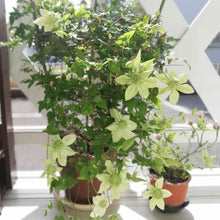 画像をギャラリービューアに読み込む, 【予約商品:4/22以降発送】クレマチス・ 白万重(シロマンエ) 1鉢