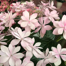 画像をギャラリービューアに読み込む, 【予約商品:4/22発送】アジサイ・ダンスパーティー MIX寄せ