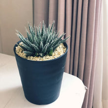 画像をギャラリービューアに読み込む, アロエ・ハオルチオイデス 多肉植物 3ポットセット