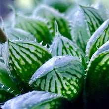 画像をギャラリービューアに読み込む, ハオルチア・ミラーボール