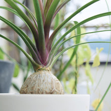 画像をギャラリービューアに読み込む, ノリナ (トックリラン / ポニーテール) 5号