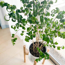 画像をギャラリービューアに読み込む, フィカス・ベンジャミン・バロック 7号 おしゃれな観葉植物