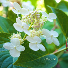 画像をギャラリービューアに読み込む, 【予約商品:5/27発送】ダルマノリウツギ 1鉢