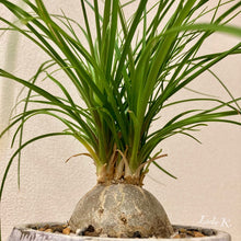 画像をギャラリービューアに読み込む, ノリナ(トックリラン/ポニーテール) 5号 鉢カバー「Re:af®」セット