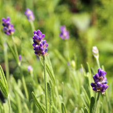 画像をギャラリービューアに読み込む, 【予約商品:4/15発送】イングリッシュラベンダー・かほり 1鉢