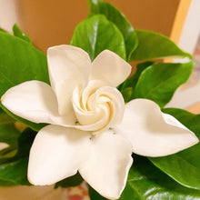 画像をギャラリービューアに読み込む, 【限定46個】クチナシ 5号