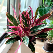 画像をギャラリービューアに読み込む, 【販売期間:4月16日】ストロマンテ サンギネア トリオスター 1鉢