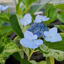 画像をギャラリービューアに読み込む, 【予約商品:4/1発送】斑入りアジサイ・スフレ 1鉢