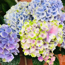 画像をギャラリービューアに読み込む, 【予約商品:4/26発送】アジサイ・マジカルレボリューション レインボー 1鉢