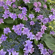 画像をギャラリービューアに読み込む, 【予約商品:4/22発送】アジサイ・ダンスパーティー MIX寄せ