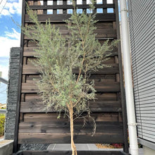 画像をギャラリービューアに読み込む, 【予約商品:10/28発送】メラレウカ(ティーツリー) 4号 3種3ポットセット