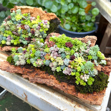 画像をギャラリービューアに読み込む, セダム 3号 14ポット or 28ポットセット