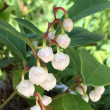 画像をギャラリービューアに読み込む, 【予約商品:10/21発送】チェッカーベリー 3ポットセット