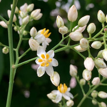 画像をギャラリービューアに読み込む, 【予約商品:12/16発送】南天(ナンテン) 6号 人気種2鉢セット