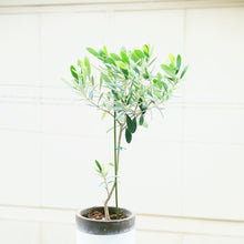 画像をギャラリービューアに読み込む, オリーブの木 5号 鉢カバー「Re:af®」セット 瀬戸内産 品種はおまかせ