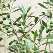 画像をギャラリービューアに読み込む, オリーブの木 5号 鉢カバー「Re:af®」セット 瀬戸内産 品種はおまかせ