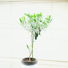 画像をギャラリービューアに読み込む, オリーブの木 5号 (高さ約60cm)瀬戸内産 品種はお任せ