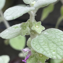 画像をギャラリービューアに読み込む, 【シルバーリーフ】バロータ 3ポットセット