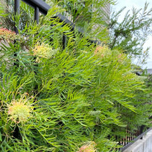 画像をギャラリービューアに読み込む, 【予約商品:1/28発送】グレビレア・ピーチズアンドクリーム 5号 1鉢