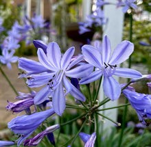 画像をギャラリービューアに読み込む, 【予約商品:5/26発送】アガパンサス・サマーラブ ブルー 1鉢