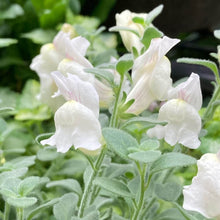 画像をギャラリービューアに読み込む, 【予約商品:4/22発送】キンギョソウ・アールグレイ(金魚草) 花苗 3ポットセット