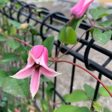 画像をギャラリービューアに読み込む, 【予約商品:3/24発送】クレマチス 3種 3ポットセット(アイフクシマ/プリンセス・ダイアナ/エールフクシマ)