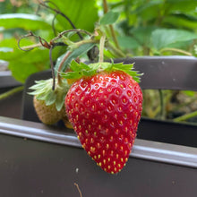 画像をギャラリービューアに読み込む, 【予約商品:10/17発送】イチゴ苗 5品種セット (ポット苗)
