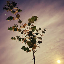 画像をギャラリービューアに読み込む, 【予約商品:11/18以降発送】ユーカリ・グニー 6号 1鉢