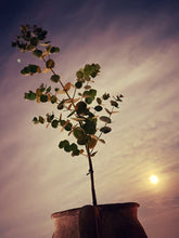 画像をギャラリービューアに読み込む, ユーカリ・グニー 樹形ストレート 6号 1鉢