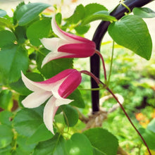 画像をギャラリービューアに読み込む, 【予約商品:3/24発送】クレマチス 3種 3ポットセット(アイフクシマ/プリンセス・ダイアナ/エールフクシマ)