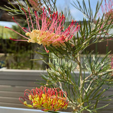 画像をギャラリービューアに読み込む, 【予約商品:1/28発送】グレビレア キングスレインボー 5号 1鉢