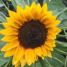 画像をギャラリービューアに読み込む, 【予約商品:5/20発送】ヒマワリ・サンリッチオレンジ 1鉢