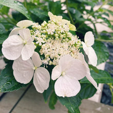 画像をギャラリービューアに読み込む, 【予約商品:4/14以降発送】ラグランジア・ブライダルシャワー 1鉢