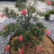 画像をギャラリービューアに読み込む, 【予約商品:1/28発送】グレビレア・スピリット・オブ・アンザック 5号 1鉢