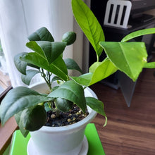 画像をギャラリービューアに読み込む, 【予約商品:5/17発送分】レモンの木 ビラ・フランカ(ヴィラフランカ) 6号