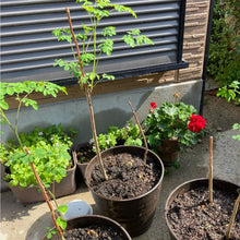 画像をギャラリービューアに読み込む, 【予約商品:7/5発送】モリンガ(ワサビノキ) 3号 3ポットセット スーパーフード ※TVでも紹介されました!