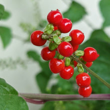 画像をギャラリービューアに読み込む, 【販売期間:9/10まで】ジュズサンゴ(数珠珊瑚/ルージュプランツ) 4種or2種セット