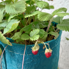 画像をギャラリービューアに読み込む, Root Pouch ルーツポーチ 持手あり 容量 8L (ブラック/ネイビー/ブラウン)