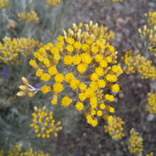 画像をギャラリービューアに読み込む, カレープラント ハーブ苗 4ポットセット