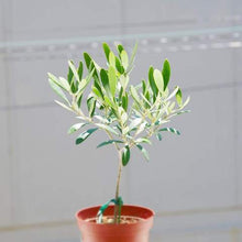 画像をギャラリービューアに読み込む, 【予約商品:10/15発送】オリーブ 3.5号