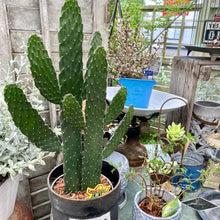 画像をギャラリービューアに読み込む, ウチワサボテン・スミエボシ 6号 1鉢
