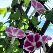 画像をギャラリービューアに読み込む, 【予約商品:6/14発送】アサガオ・手まりシリーズ 3.5号 3種セット