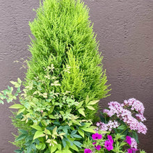 画像をギャラリービューアに読み込む, コニファー・ゴールドクレスト 7号 1鉢