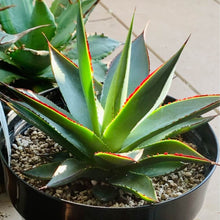 画像をギャラリービューアに読み込む, アガベ・ブルーグロー 5号 1ポット