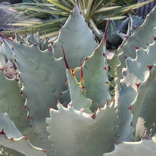 画像をギャラリービューアに読み込む, アガベ・テマカプリネンシス 5号 1ポット