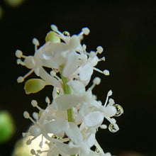 画像をギャラリービューアに読み込む, 【販売期間:9/10まで】ジュズサンゴ(数珠珊瑚/ルージュプランツ) 4種or2種セット