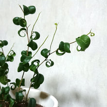 画像をギャラリービューアに読み込む, フィカス・ベンジャミン・バロック 5号 鉢カバー「Re:af®」セット