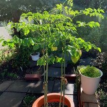 画像をギャラリービューアに読み込む, 【予約商品:7/5発送】モリンガ(ワサビノキ) 3号 3ポットセット スーパーフード ※TVでも紹介されました!