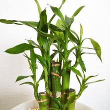 画像をギャラリービューアに読み込む, 【販売期間:12月24日まで】ミリオンバンブー(開運竹) 3段タワー仕立て 4号